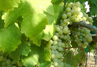 Viognier.jpg