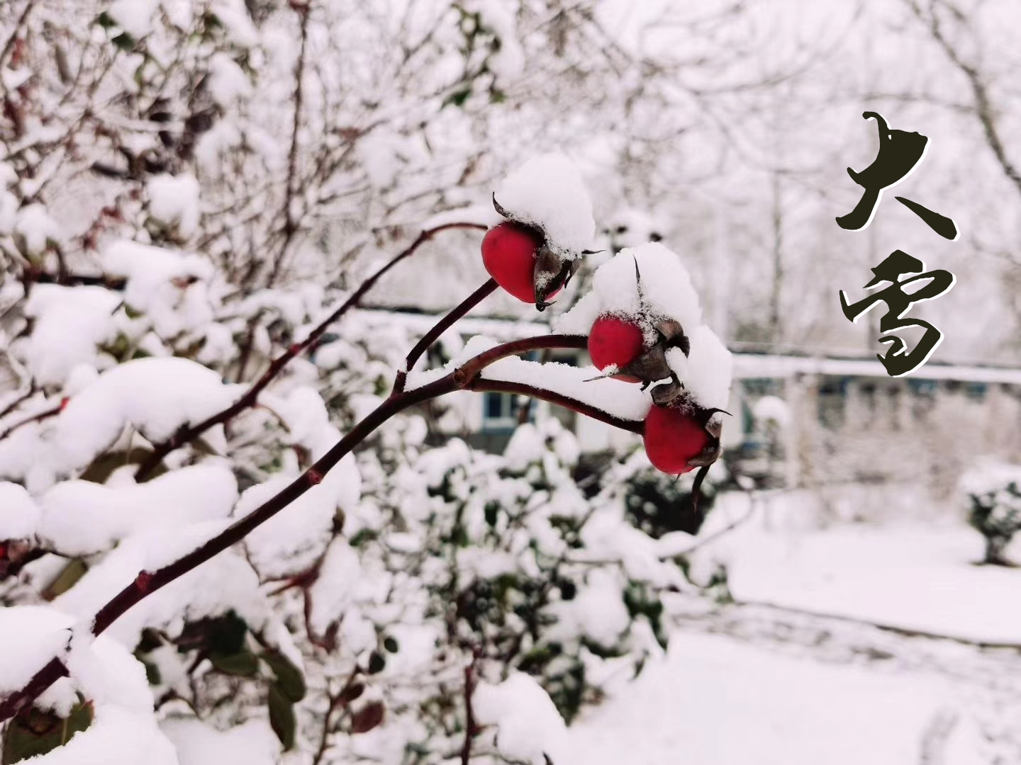 大雪 ▎萬象曉一色，皓然天地中